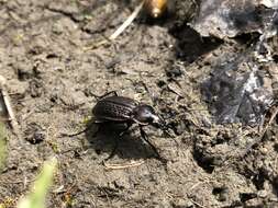 Imagem de Carabus (Homoeocarabus) maeander Fischer von Waldheim 1820