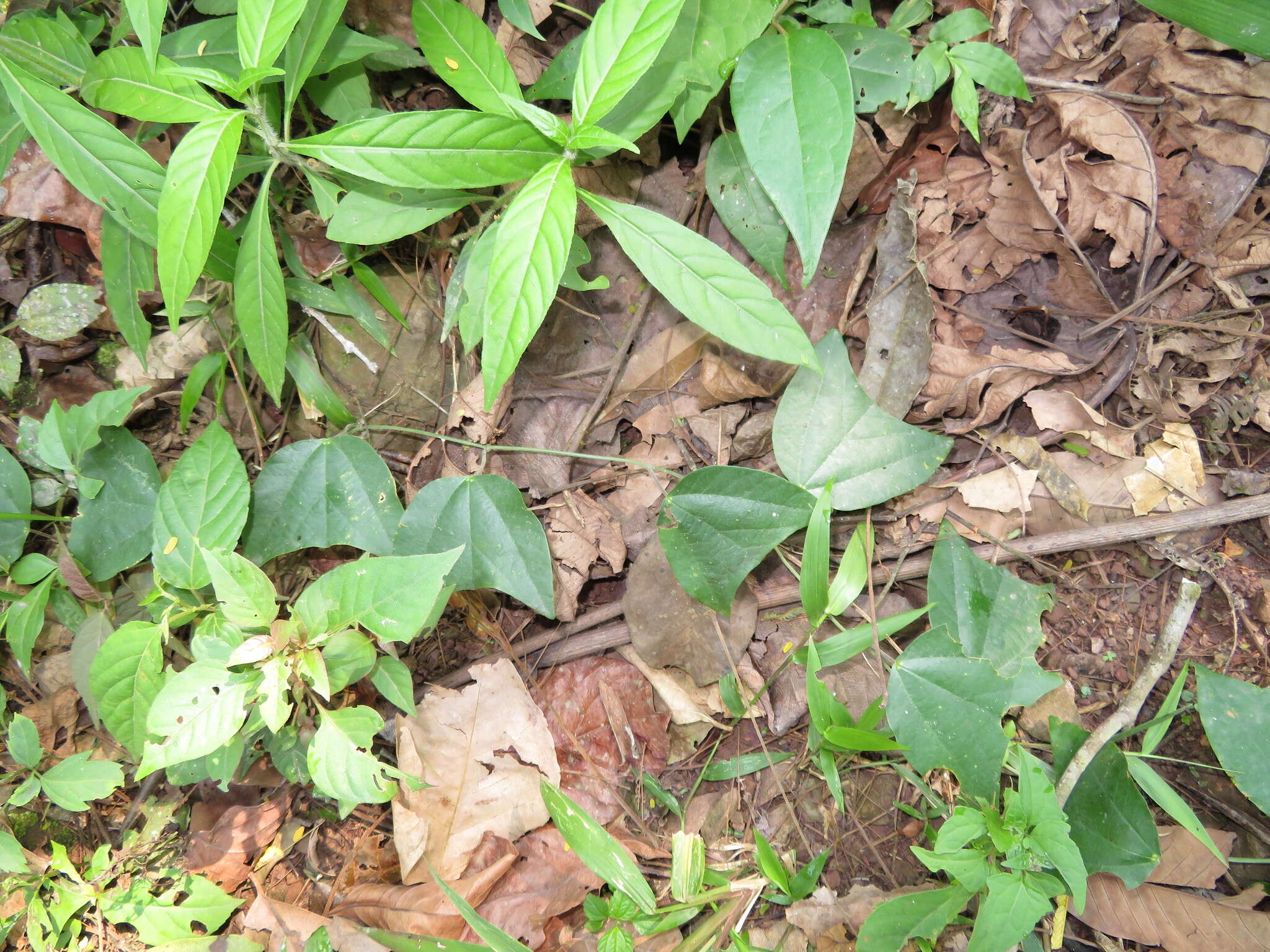 Imagem de Passiflora candollei Triana & Planchon