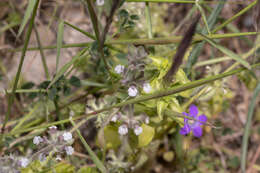 Image of Sideritis romana subsp. curvidens (Stapf) Holmboe