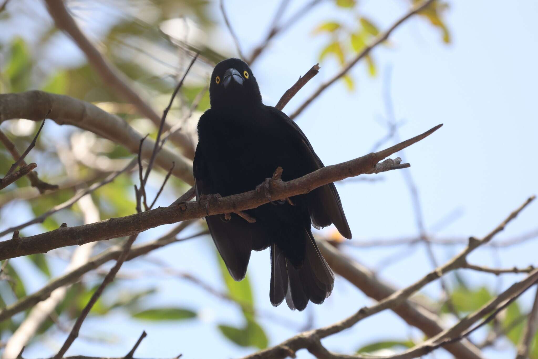 Image of Vieillot's Weaver