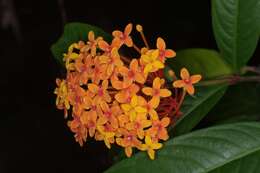 Image of Ixora congesta Roxb.