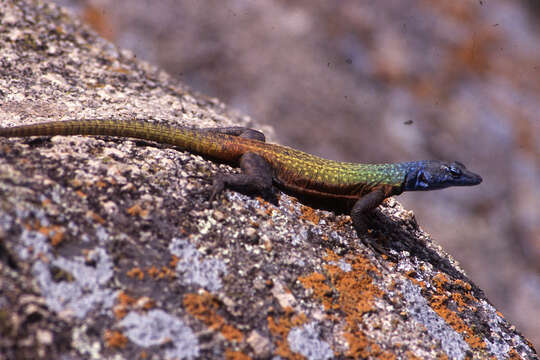 Image de Platysaurus intermedius Matschie 1891