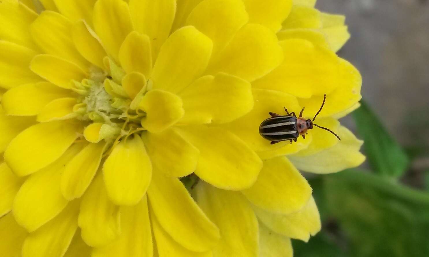 Image of Pigweed Flea Beetle