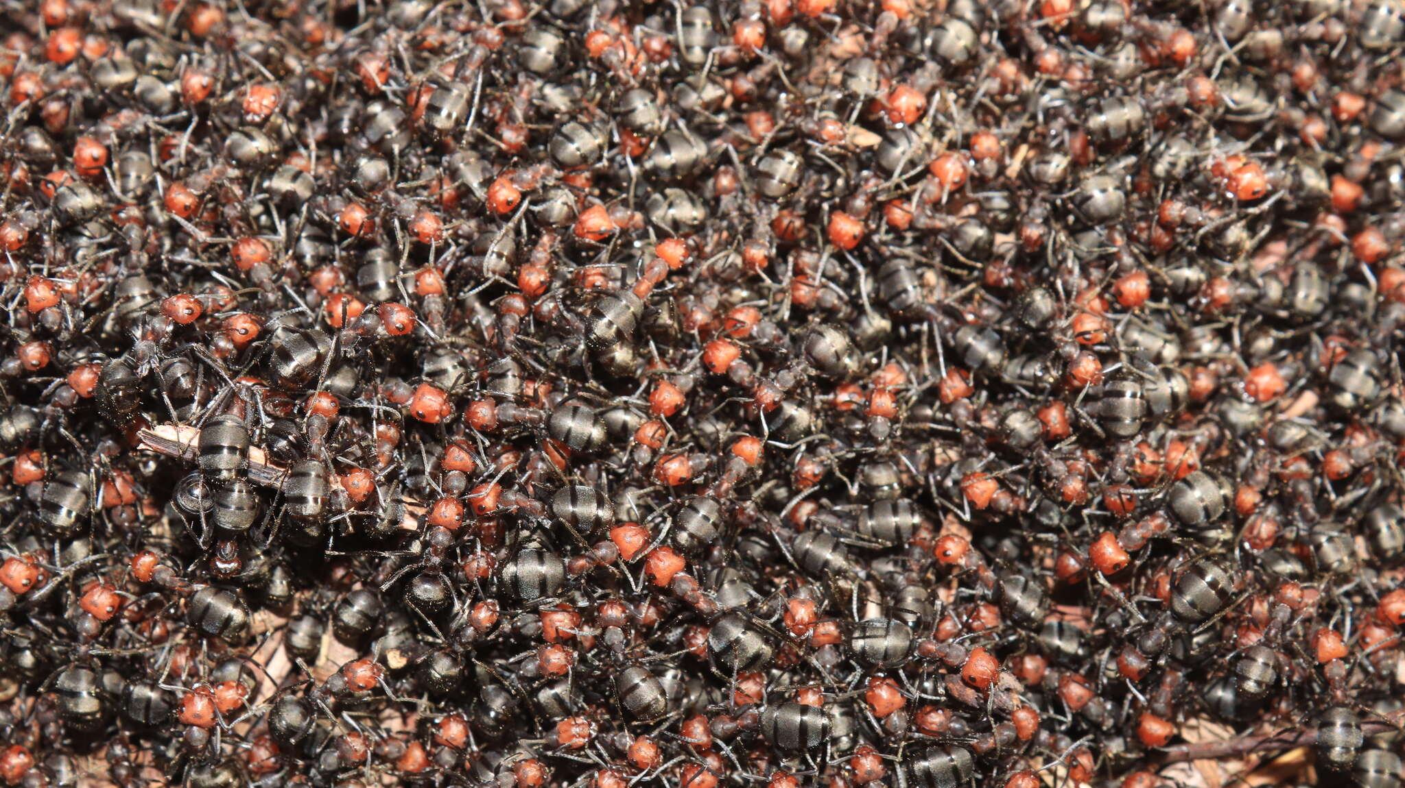 Image of Thatching ant