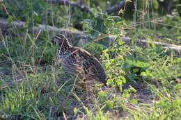 Image of Crested Francolin