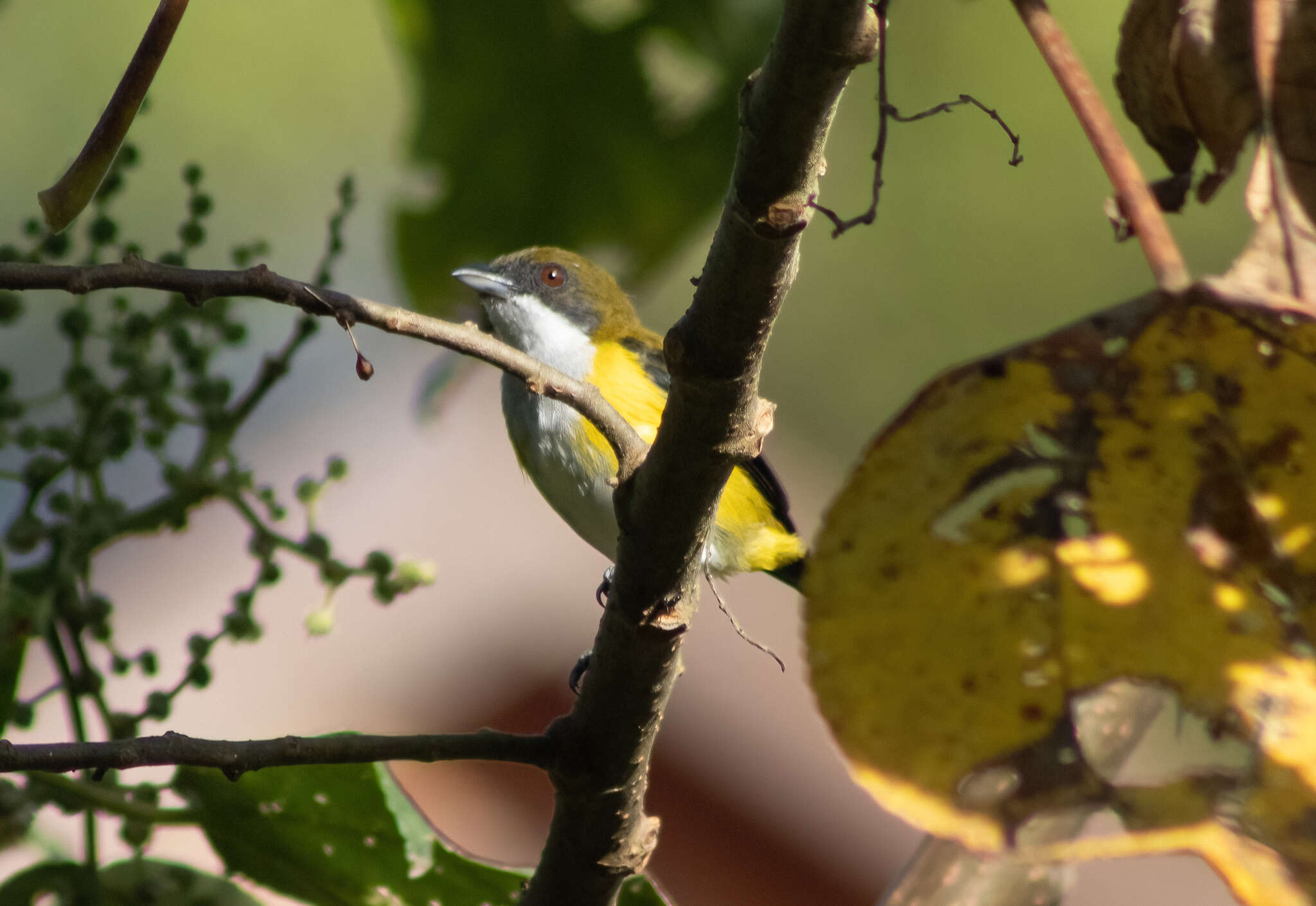 Image of Yellow-sided Flowerpecker