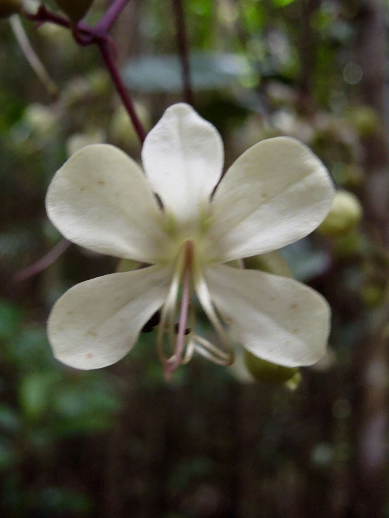 Image of Clerodendrum bosseri Capuron