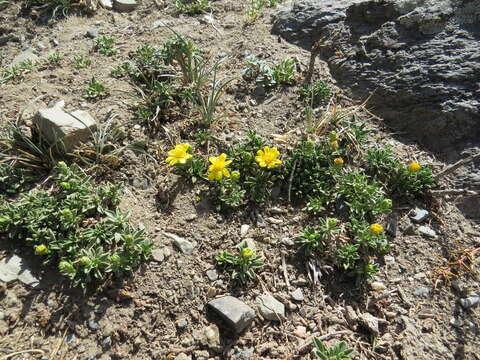 Image of Gutierrezia baccharoides Sch. Bip.