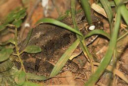 Image de Sclerophrys togoensis (Ahl 1924)