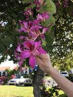 Image of bauhinia