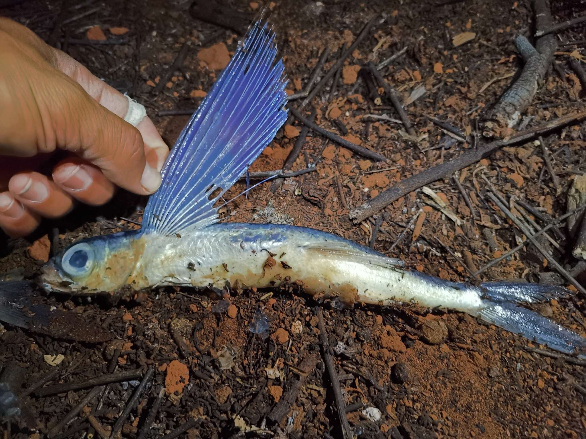 Image of Bennett's Flyingfish