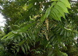 Sivun Dysoxylum gaudichaudianum (Juss.) Miq. kuva