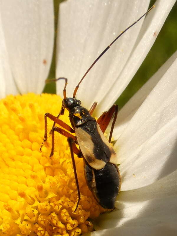 Sivun Alloeonotus egregius Fieber 1864 kuva