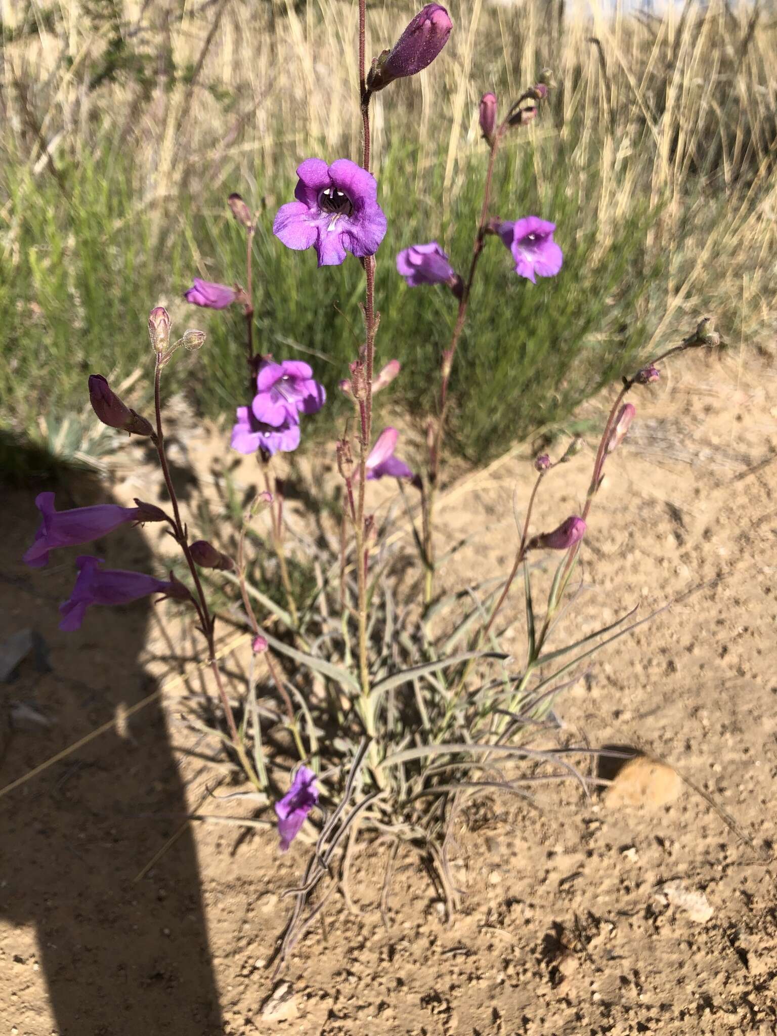 Image de Penstemon dasyphyllus A. Gray