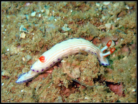 Image of Hypselodoris katherinae Gosliner & R. F. Johnson 2018