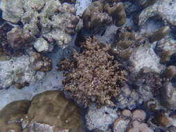 Image of Column coral