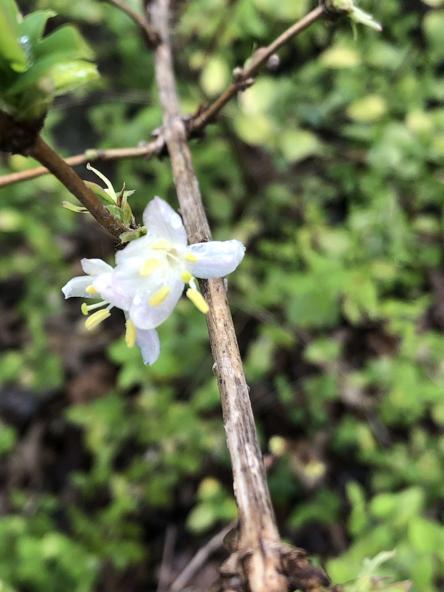 Imagem de Lonicera fragrantissima Lindl. & Paxt.