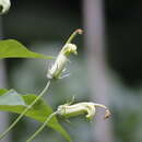 Image of Siphocampylus umbellatus (Kunth) G. Don