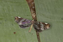 Image of Macrosoma hyacinthina Warren 1905