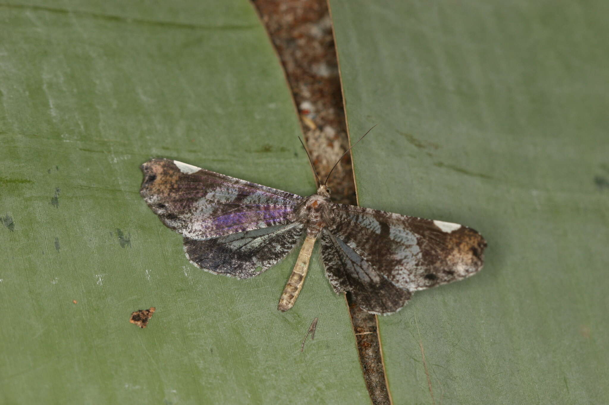 Image of Macrosoma hyacinthina Warren 1905