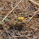 Image of Acmispon decumbens var. davidsonii