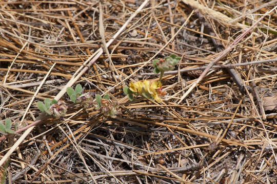 Imagem de Acmispon decumbens var. davidsonii