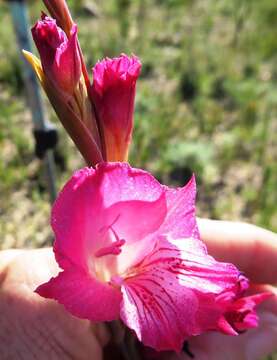 Image of Gladiolus hirsutus Jacq.