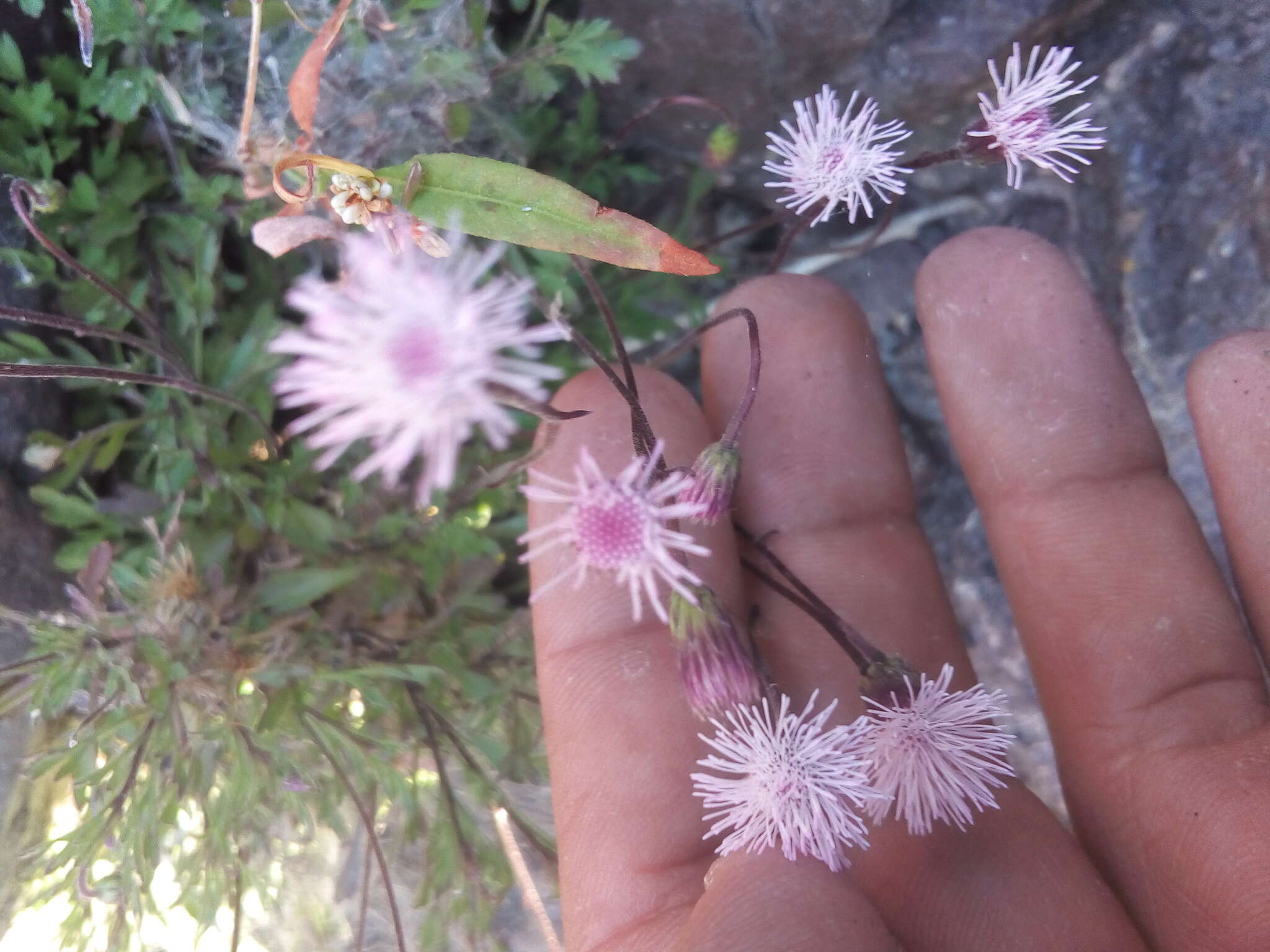 Hofmeisteria schaffneri (A. Gray) R. King & H. Rob.的圖片