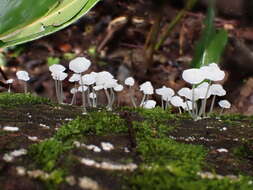 Image of Mycena tenerrima (Berk.) Quél. 1872