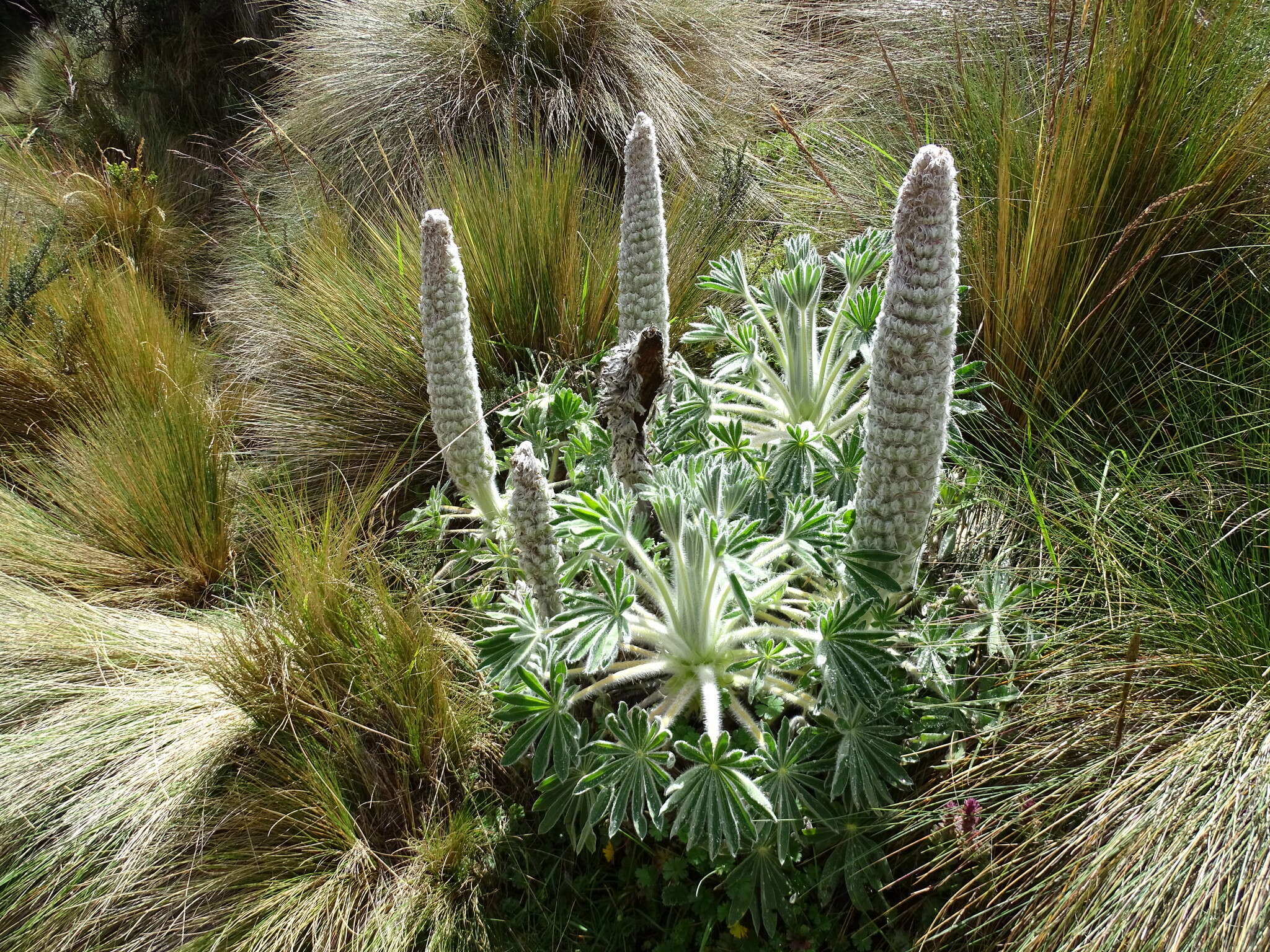 Image of Lupinus alopecuroides Desr.