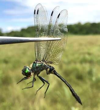 Image of Somatochlora viridiaenea (Uhler 1858)