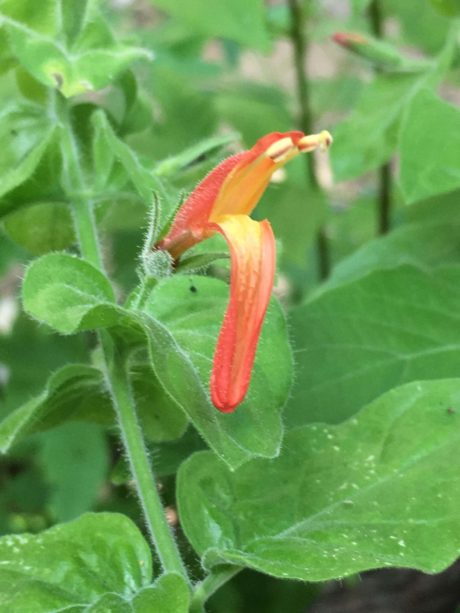 Justicia purpusii (Brandeg.) D. N. Gibson resmi