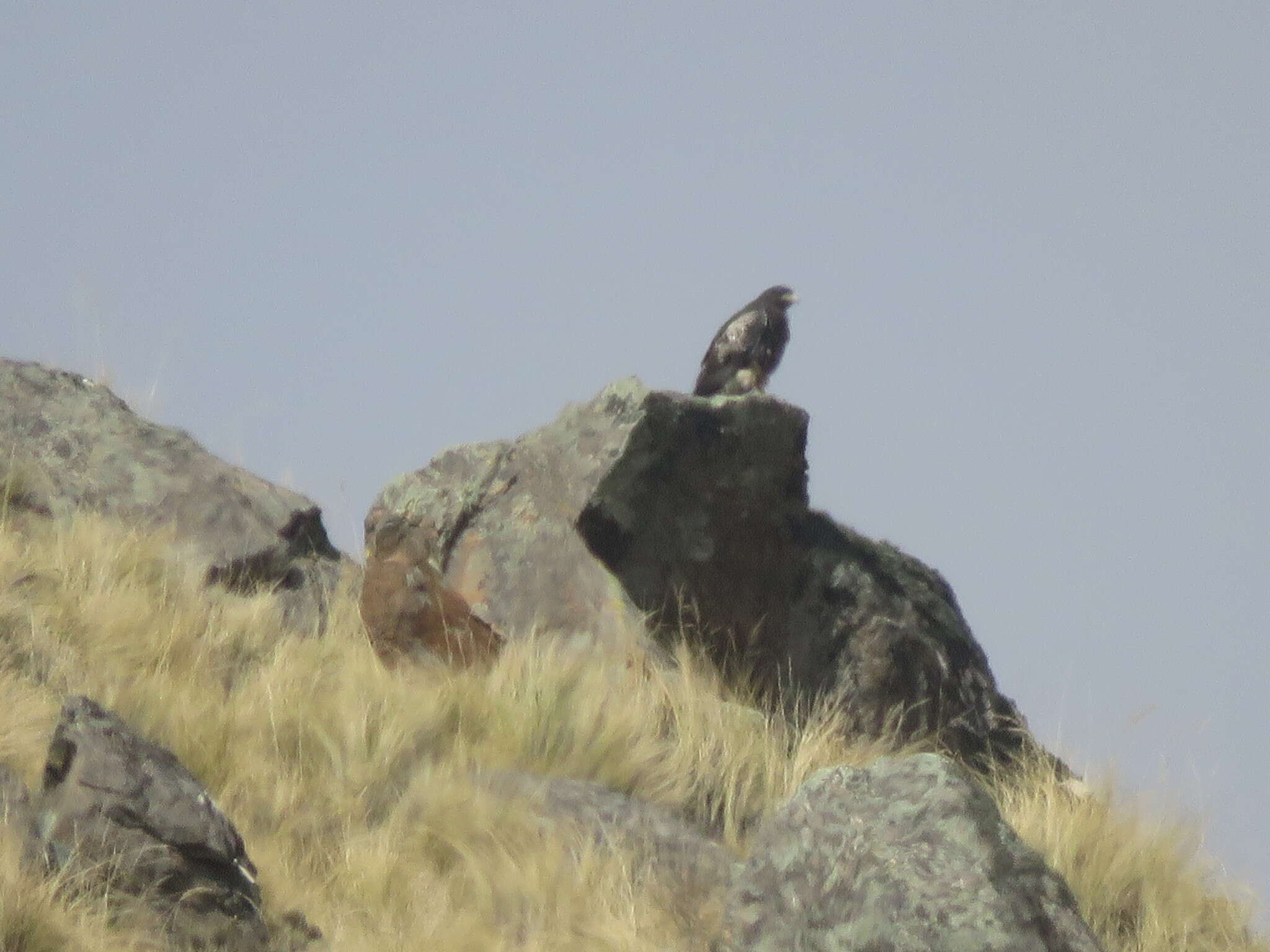 Image of Black-chested Buzzard-Eagle