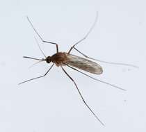 Image of Northern house mosquito