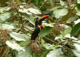 Image of Fiery-billed Aracari