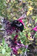 Image of Xylocopa tabaniformis androleuca Michener 1940