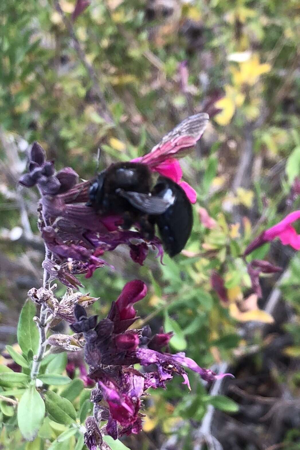 Plancia ëd Xylocopa tabaniformis androleuca Michener 1940