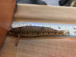 Image of Logperch