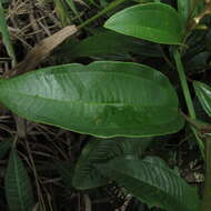 Image of Miconia stenostachya (Schrank & C. Martius) DC.