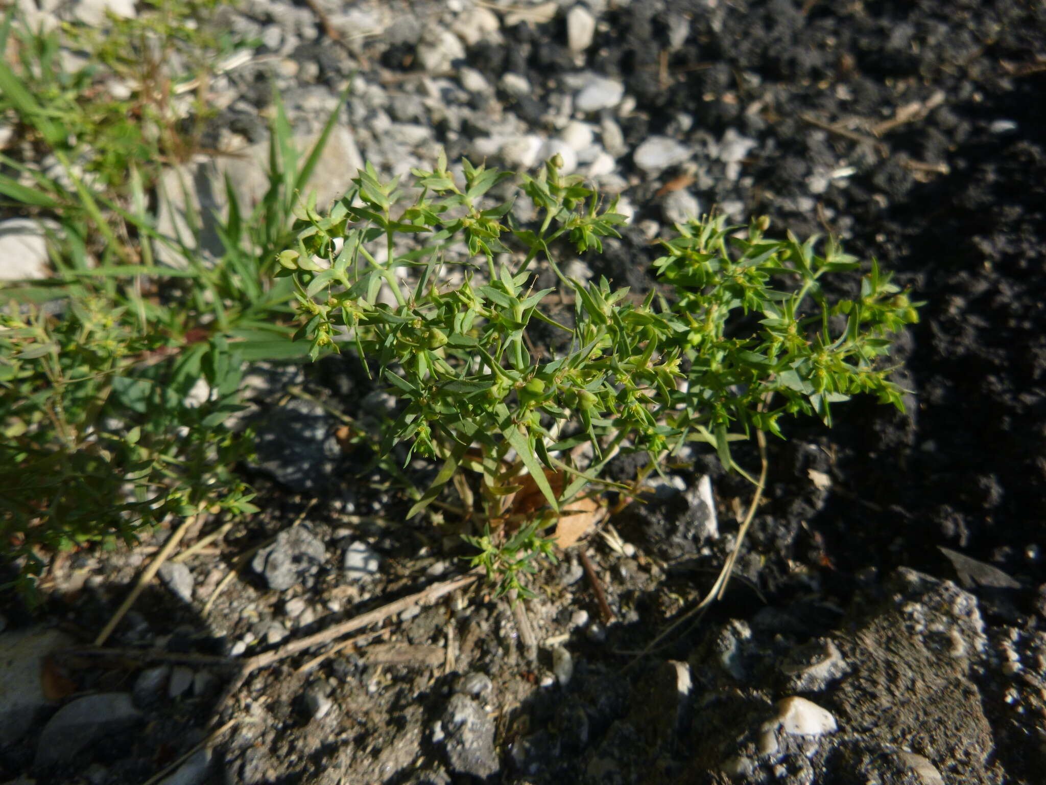 Image of dwarf spurge