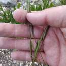 Image of Tausch's goatgrass