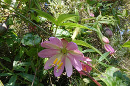 Imagem de Passiflora tripartita var. azuayensis L. B. Holm-Nielsen & P. M. Jørgensen