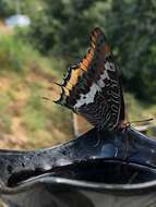 Image of Two-tailed Pasha