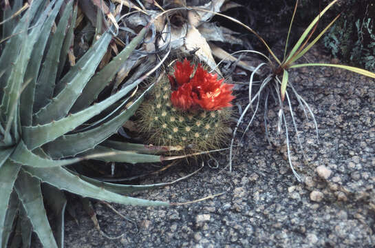 Image of Parodia penicillata Fechser & Steeg