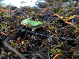 Image of European Treefrog