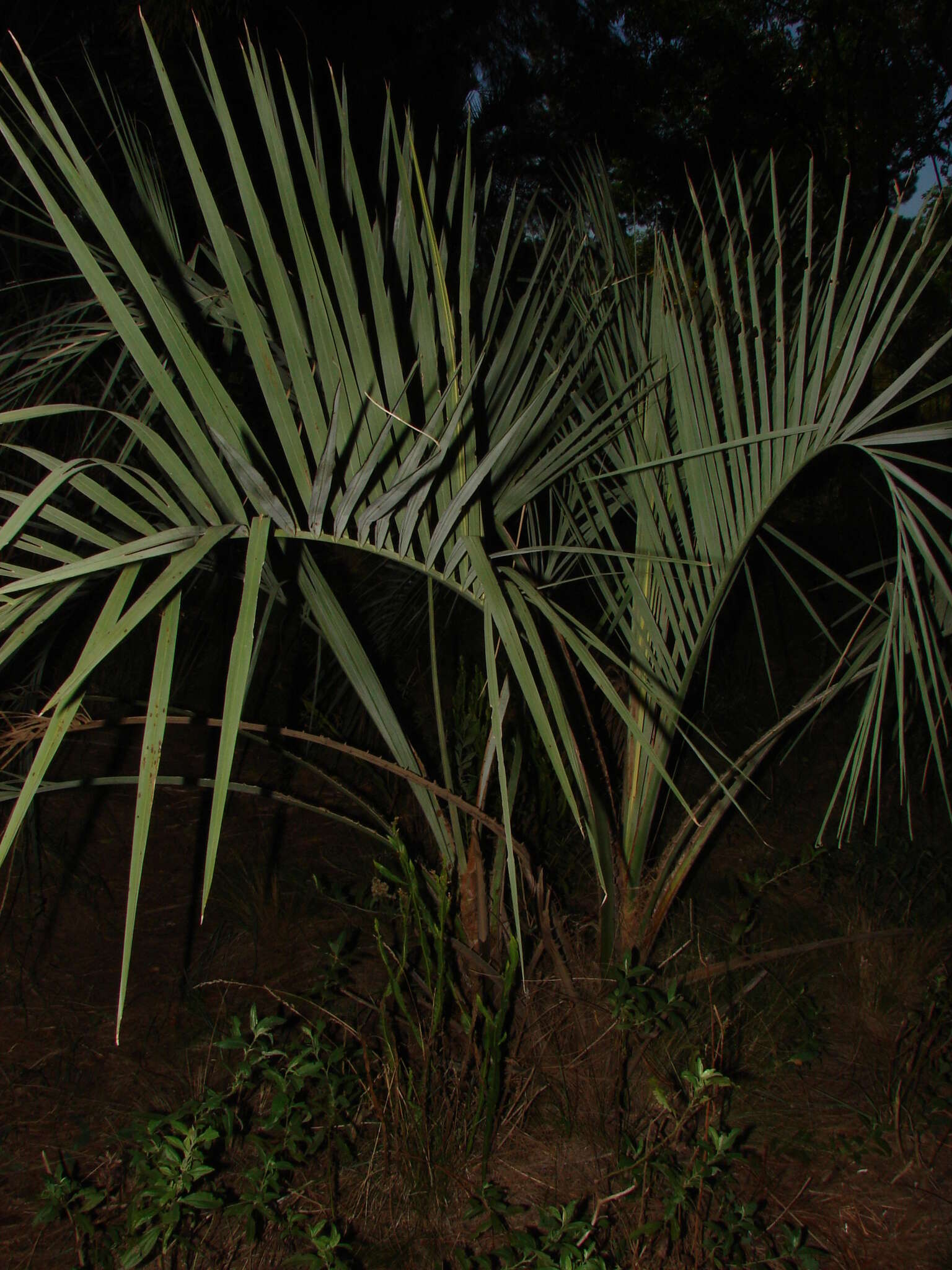 Image of Yatay palm