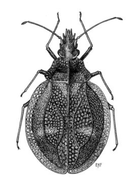 Image of <i>Ulmus testudineatus</i> Distant 1904