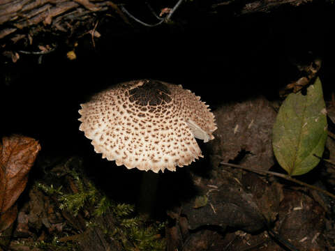 Слика од Lepiota felina (Pers.) P. Karst. 1879