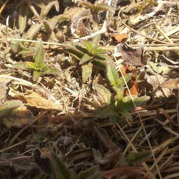 Image de Tridax purpusii Brandeg.