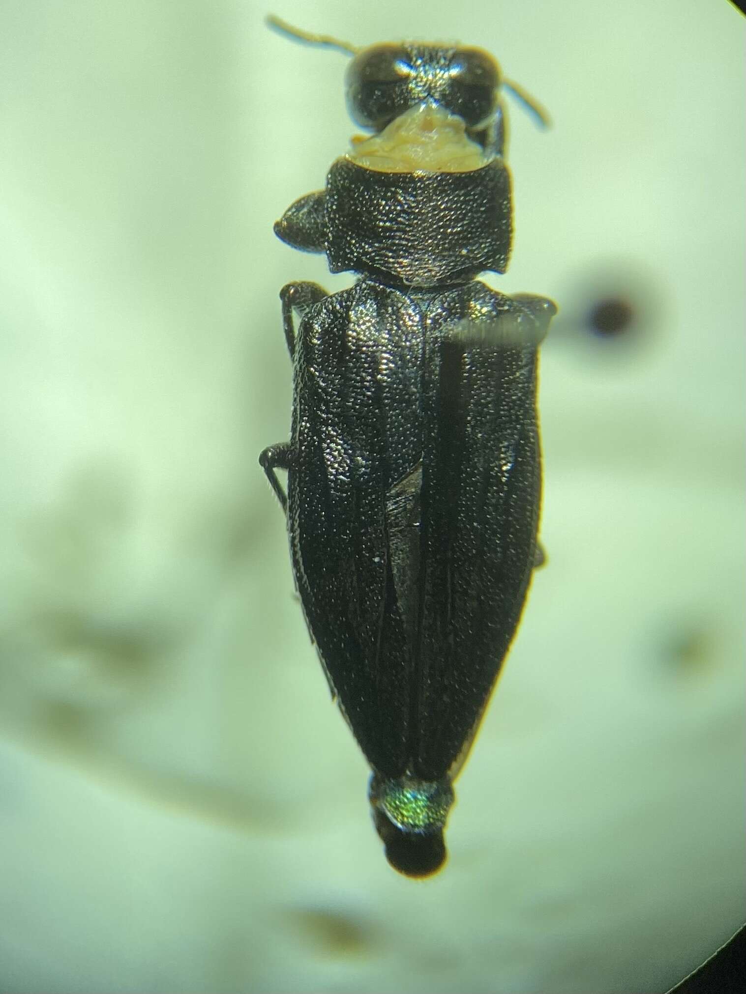 Image of Chrysobothris sexsignata (Say 1839)